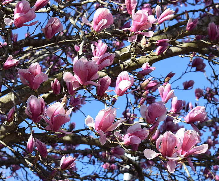 Rosa magnolia, Magnolia, árbol, planta, jardín, naturaleza, primavera