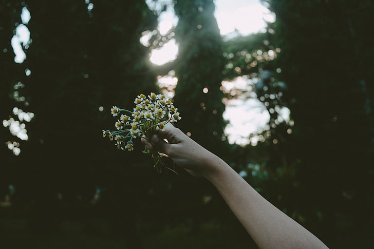 narcisi, cvijeće, ruku, divlje cvijeće