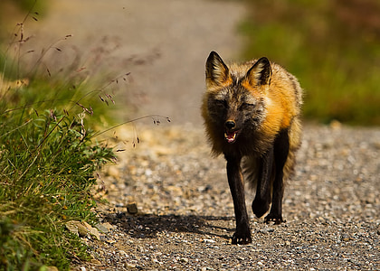 red fox, alaska, wildlife, animal, close-up, macro, nature