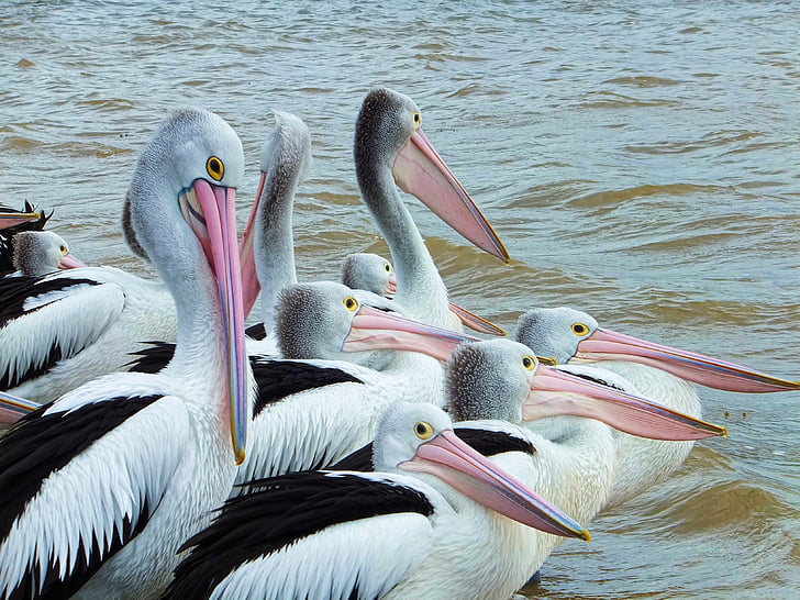 burung, Pelican, burung laut, alam, paruh, fauna, hewan