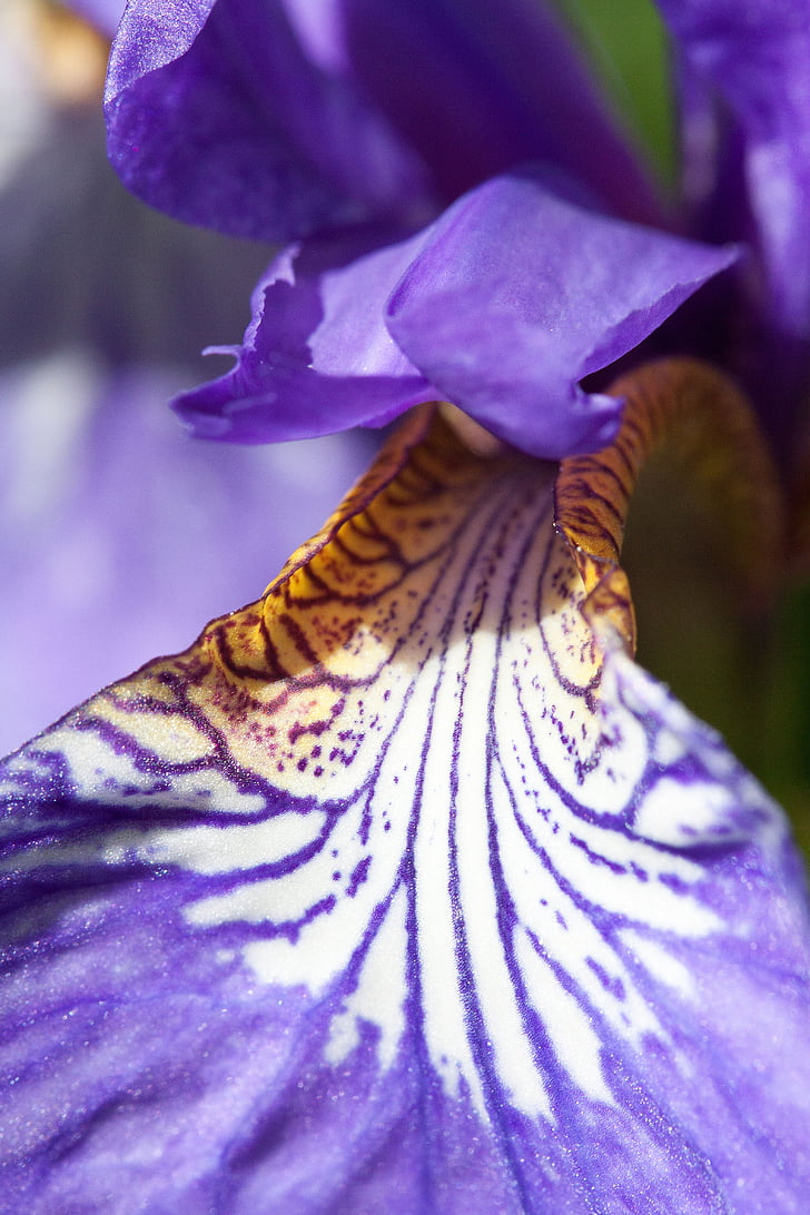 Iris, Iris pseudacorus, iris porpra, planta, flora, flor, fulles penjant