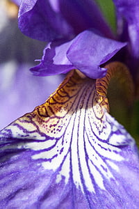 Iris, Iris pseudacorus, Mor Iris, bitki, açan, çiçek, Asma yaprakları