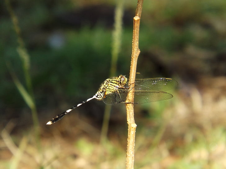 makro, Příroda, zvíře, zahrada, přírodní, venkovní