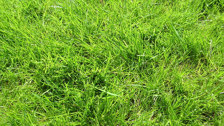 gras, groen, natuur, lente, achtergronden, volledige frame, groene kleur