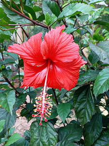 flor, vermelho, natureza, colorido, botânica, planta