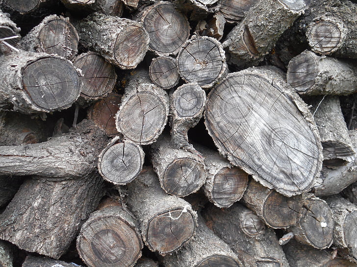 tree, logs, texture, background