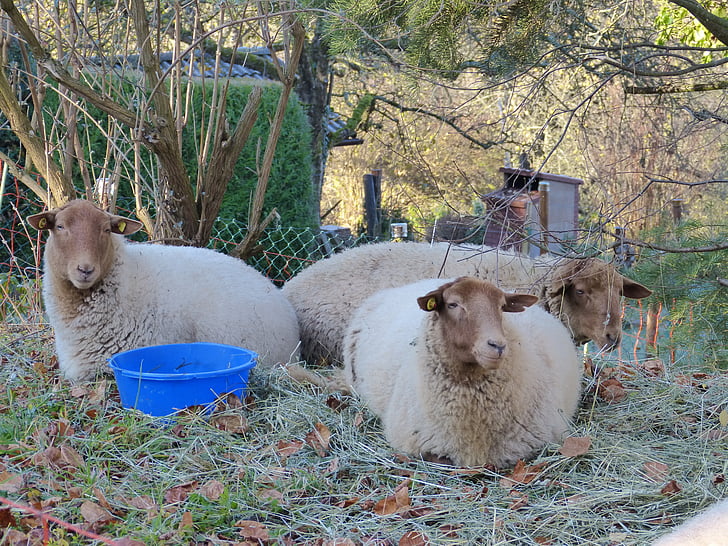 oveja, rebaño, del pasto, Prado, hierba, animales, lana