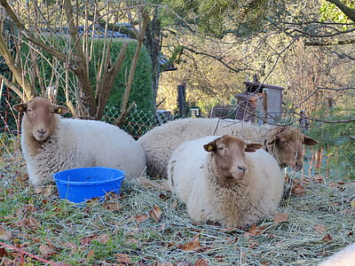 sheep, flock, pasture, meadow, grass, animals, wool