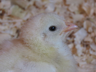 chick, chicken, farm, bird, young, animal, fluffy