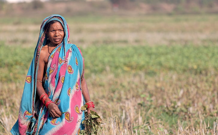 Ấn Độ, người phụ nữ, nơi, Orissa, nữ, bộ tộc, thu hoạch