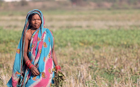 インド, 女性, オリッサ, オリッサ州, 女性, 部族, 収穫