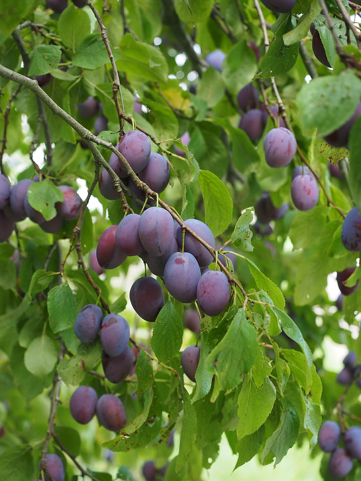 plums, plum tree, fruit, food, blue, healthy, violet