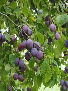 plommon, plommonträd, frukt, mat, blå, friska, Violet