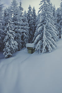 снимка, борови, дървета, сняг, природата, одеяло, гора