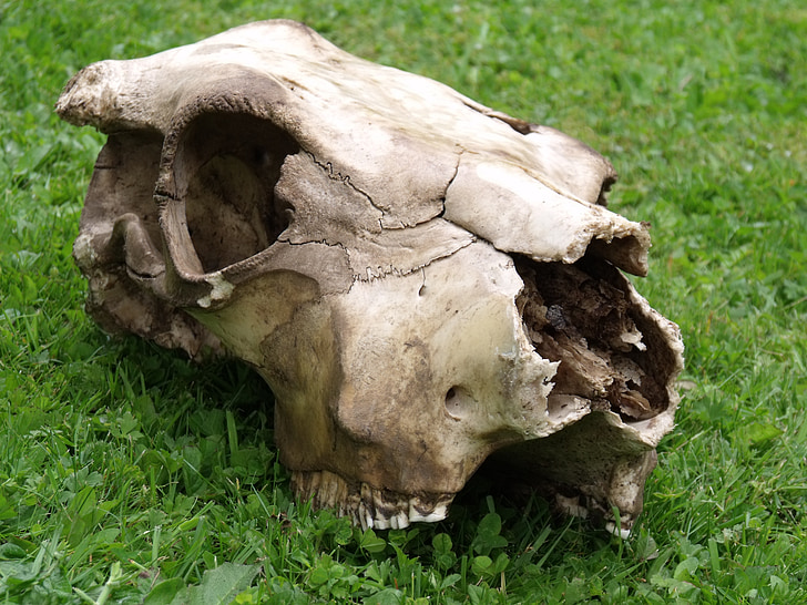 череп, крава, кост, главата, скелет