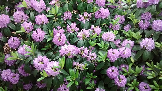 roosa lill, Rhododendron, loodus