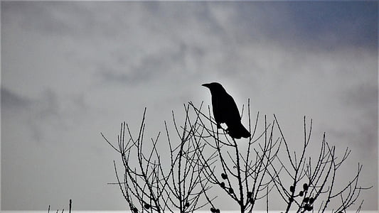 πουλιά, κοράκι, ηλιοβασίλεμα, φύση, ένα ζώο, πουλί, Raven - πουλί