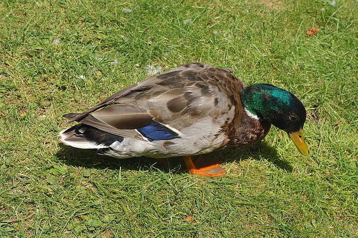 animal, bird, duck, funny, grass, green, nature