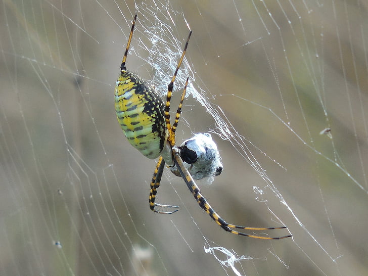 Arachnid, spin, dier, natuur, dieren in het wild, Web, insect