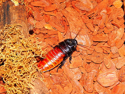 cheap, cockroach-of-madagascar, giant cockroach madagascar, insect, animal, madagascar, invertebrate animal