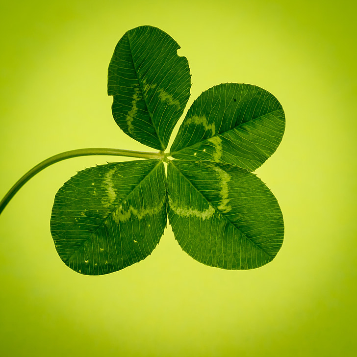 Klee, fyra blad klöver, grön, vierblättrig, Lucky clover, symbol, lycka till