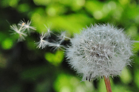 dandelion, seed, blowing, wind, nature, flower, summer