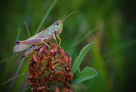 insect, grass, grasshopper, nature, green, meadow