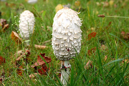 mushroom, meadow, grass, nature, in the grass, small, white