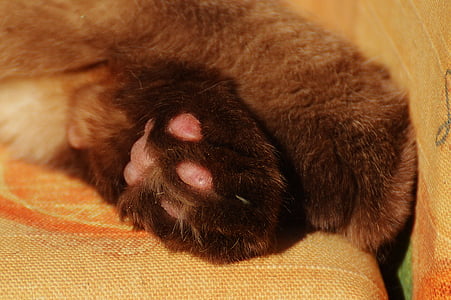 katt, Brittiskt Korthår, tassar, Rolig, fullblod, päls, brun