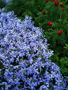 flowers, spring flowers, blue flowers, purple flowers, small flowers, spider flower, purple flower