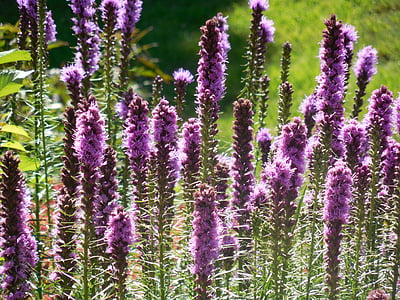 Liatris, flor, naturaleza, púrpura, jardín, planta, verano