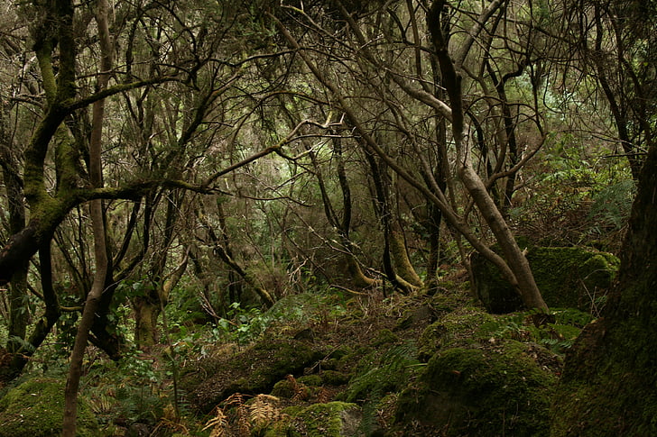 lasu, Tilos, Palma, Natura, dzień, na zewnątrz, nie ma ludzi
