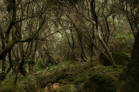 Wald, Tilos, Palma, Natur, Tag, im freien, keine Menschen