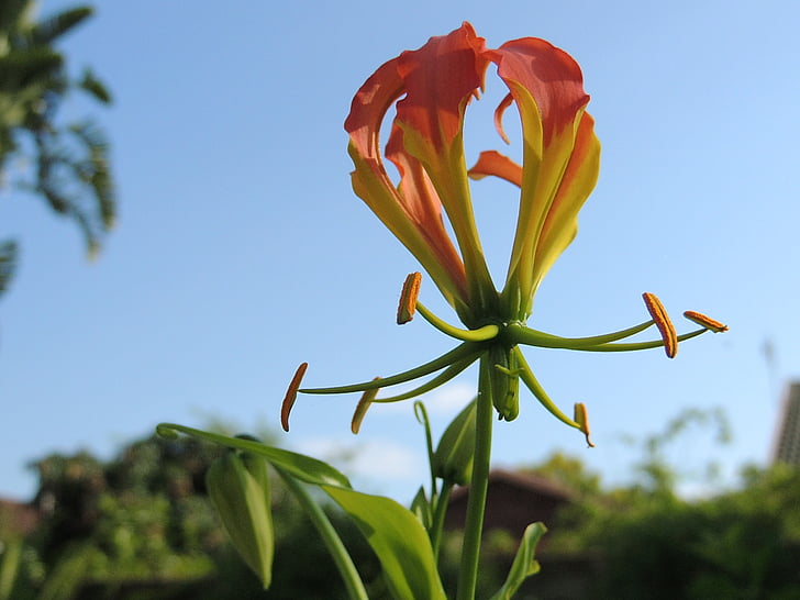 flame lilly, flower, plant, garden