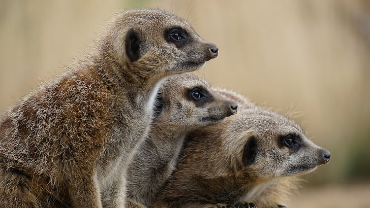 Meerkat, divje, živali, prosto živeče živali, sesalec, narave, Afrika