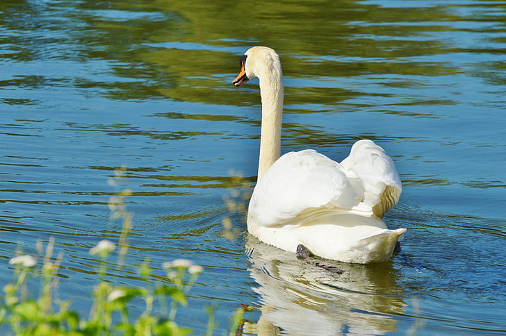 Swan, fågel, vatten fågel, djur, vit, schwimmvogel, sjön