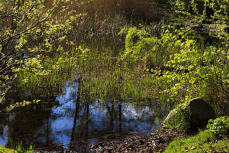 池塘, 群落生境, 心静如水, 湖, 景观, 自然, 水