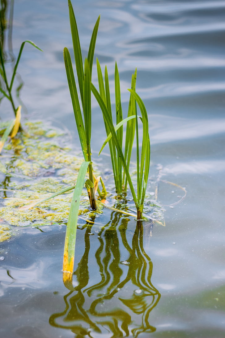 water, lake, lagoon, pond, landscape, nature, rushes