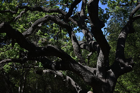 Рапунцель: запутанная история, дерево, Кора, Грин, пейзаж, Природа, на открытом воздухе