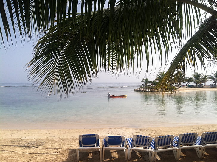 palm tree, caribbean, tropical, ocean, vacation, beach, travel