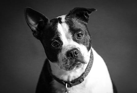adorable, animal, en blanco y negro, canino, lindo, perro, mascota
