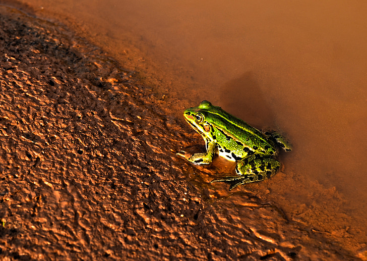 nature, water, mud, frog, green