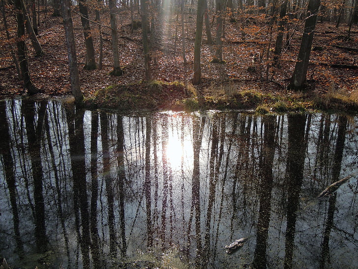 Les, zrcadlení, zadní světlo, řeka