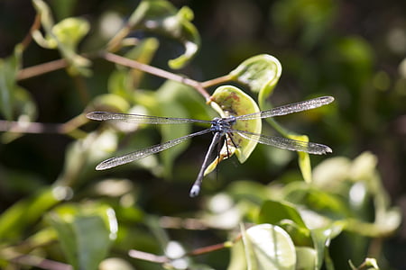 dragonfly, insects