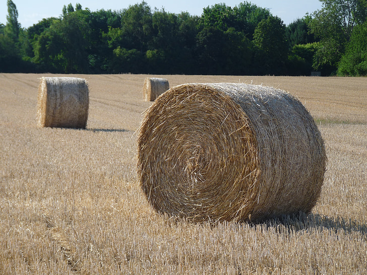 autumn, straw, harvest, agriculture, nature, hay