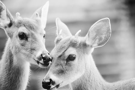 črna, bela, jelen, živali, prosto živeče živali, črno-belo, živali prosto živeče živali