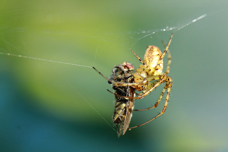 macro, păianjen, zbura, prinde, Web, natura