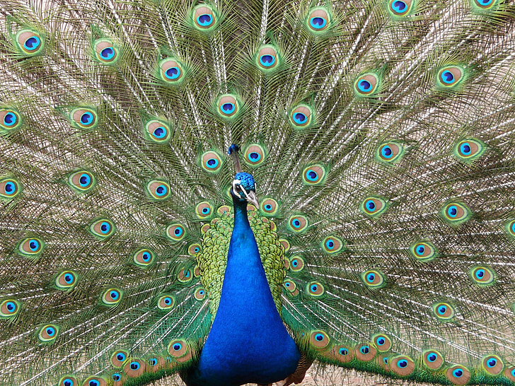 Peacock, mắt, Thiên nhiên