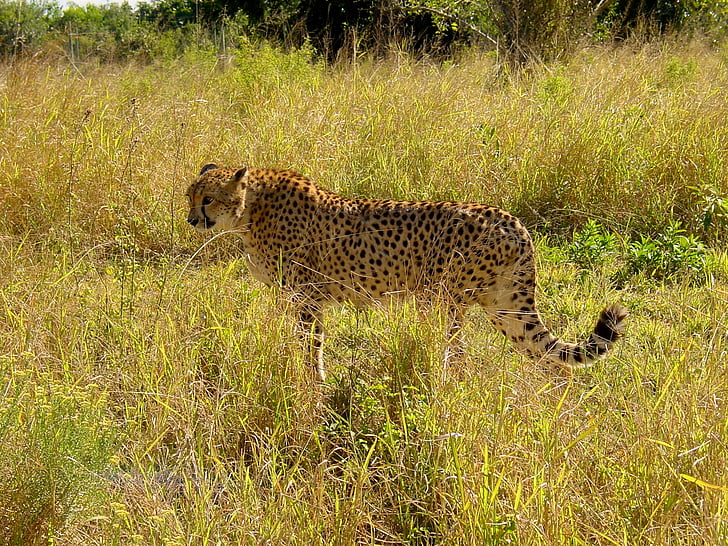 Cheetah, katten, rovdyr, stor katt, rovdyr, skapning, Afrika