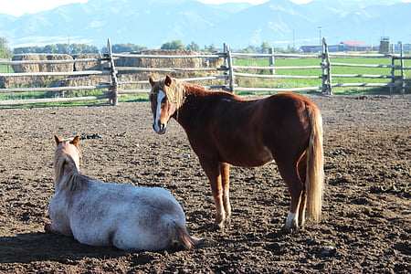 cal, animale, cabaline, piaţa internă, animale de ferma, cap de cal, rurale